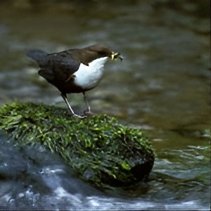 Bird Spotting at Dol Haidd Isaf