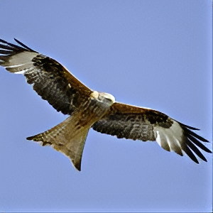 Bird Spotting at Dol Haidd Isaf